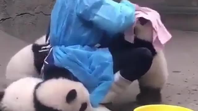 Cute panda makes you happy