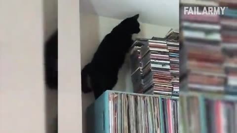 Funny cat compilation