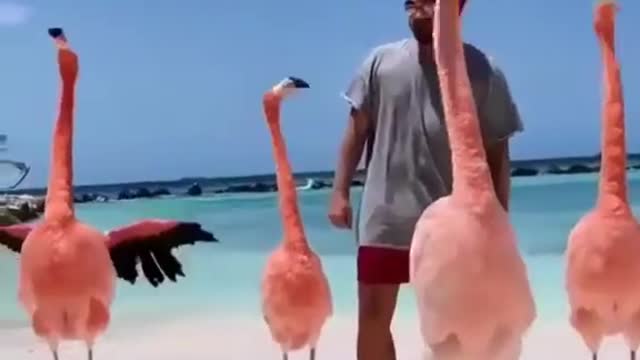 Funy flmingo bird dance