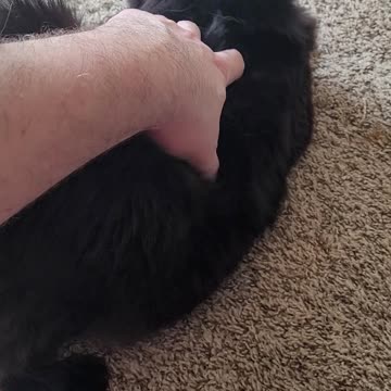 When your new cat loves you, but hates your voice. FUNNY AND CUTE