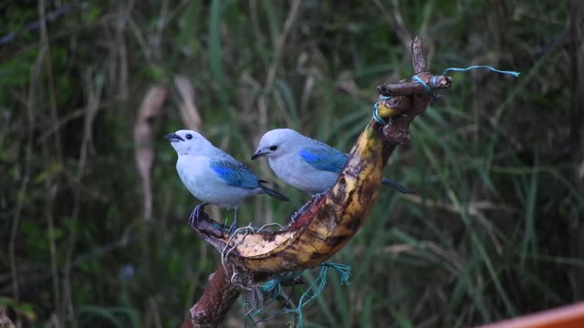 Sanhaçu couple eating fruit