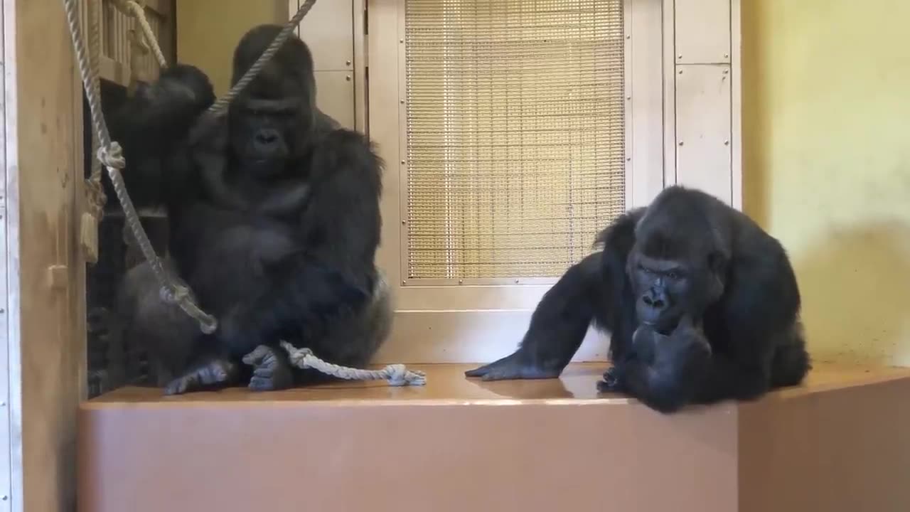 Excited Silverback Gorilla Asks A Female To Mate