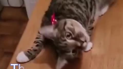 Best Funny Cat Videos