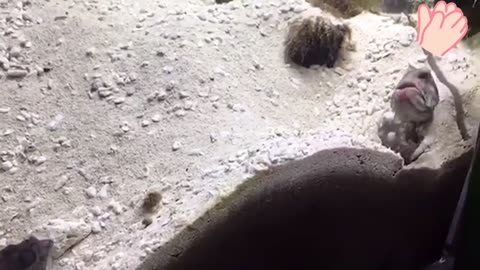 Two fish fighting and spitting sand