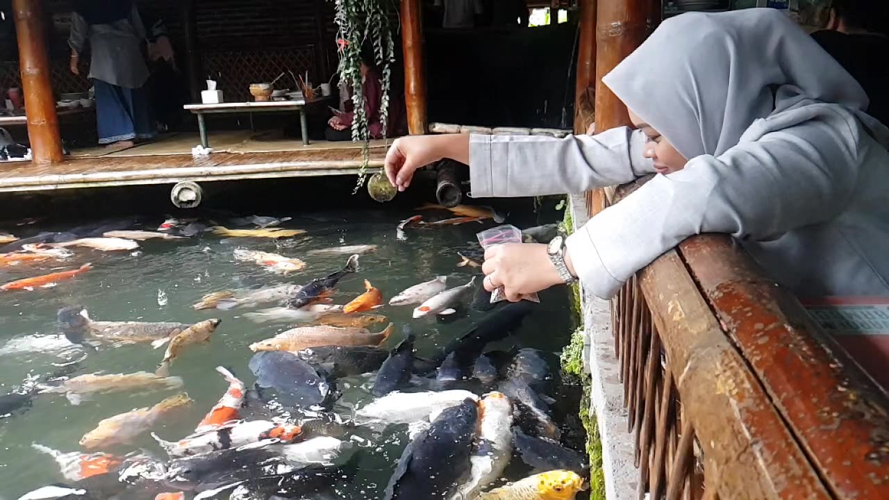 feeding koi fish ad the restourant pond