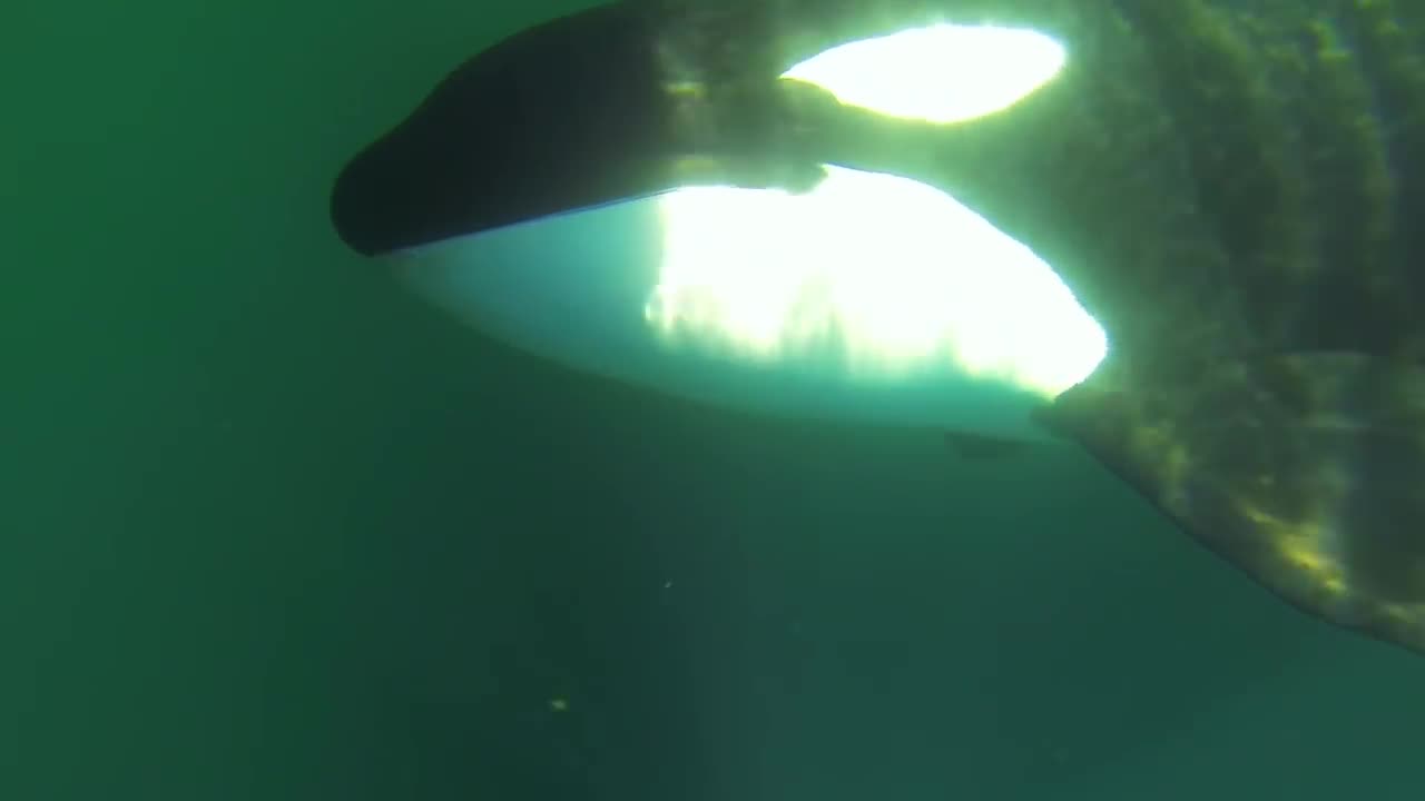 ORCA RECOGNIZES THE WOMAN