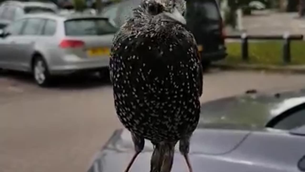 Attack Of The Starlings