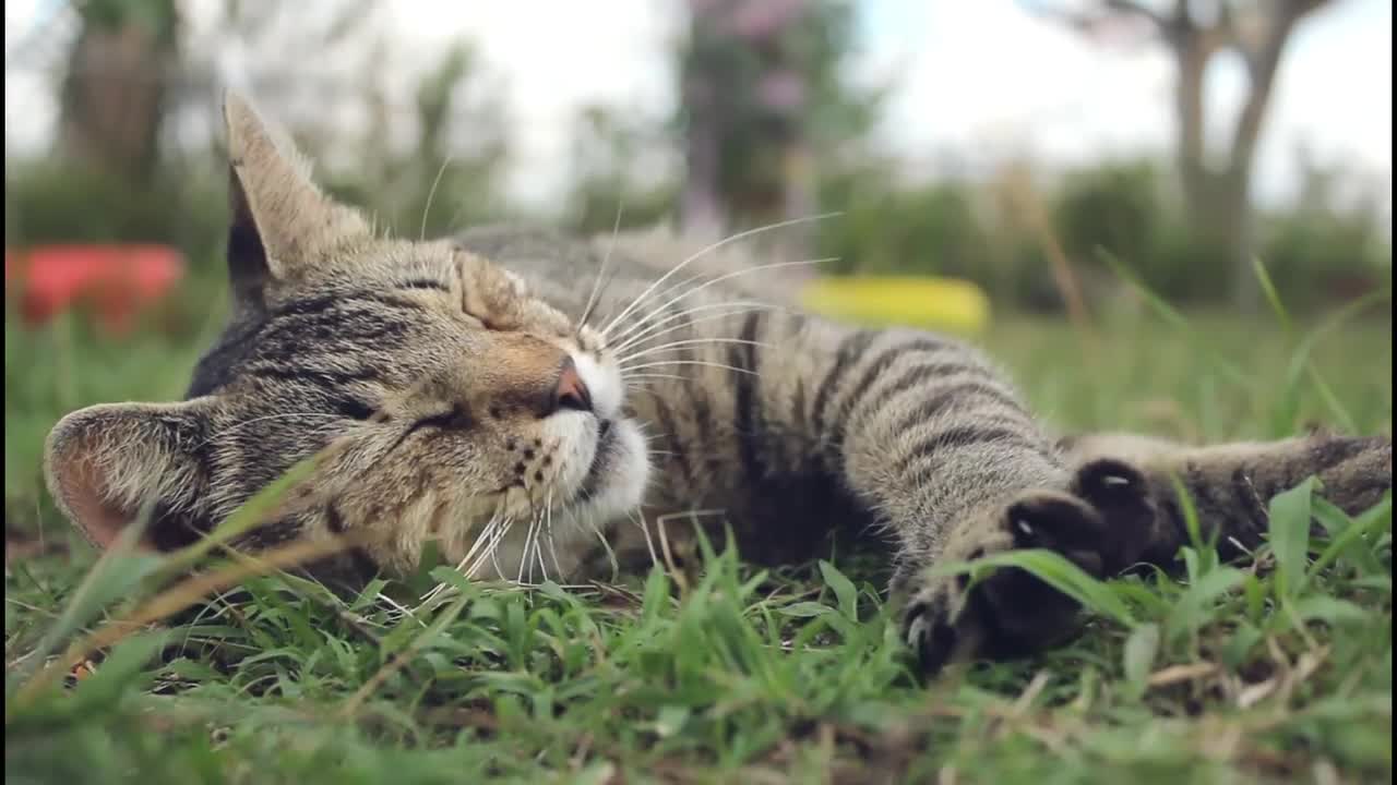 Cat Feeling Lazy