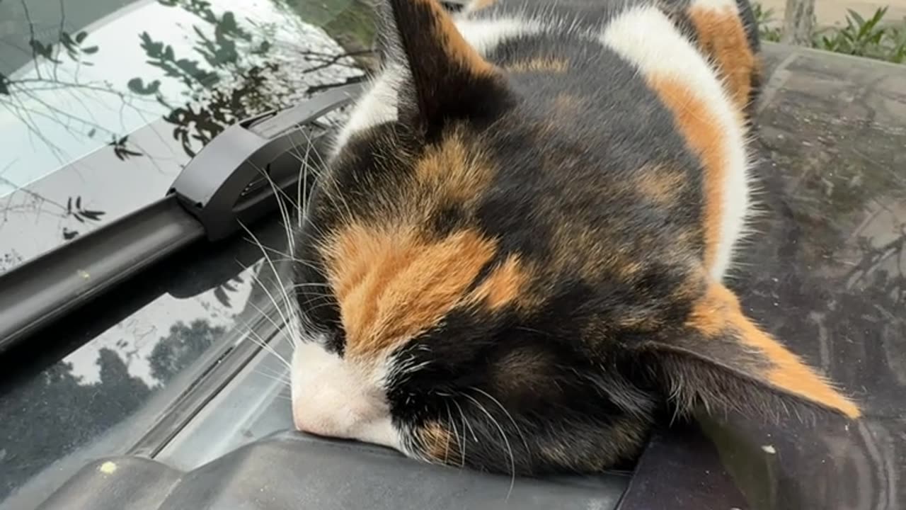 Cute calico cat