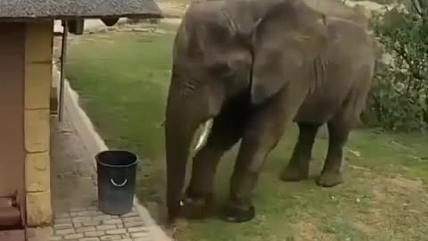 There is some awesome footage of an elephant taking down a trash can at a safari outpost.