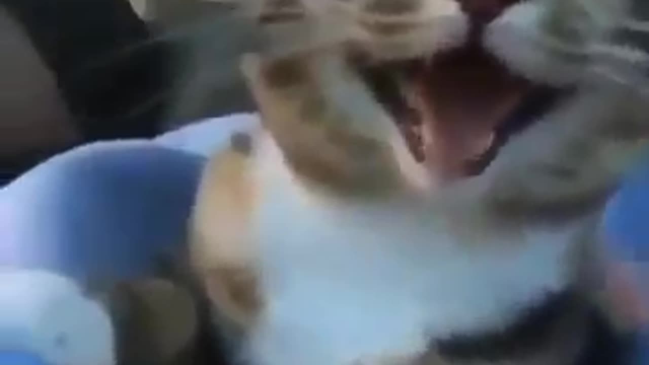Cute Cats #91 and Funny Animals Try not to laugh challenge - Cute Cat #shorts