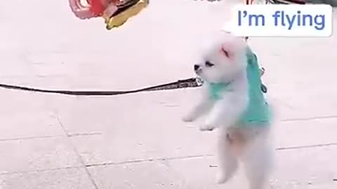 Cute and funny Pomeranian puppy 💕💕
