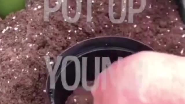 Gardening Tips