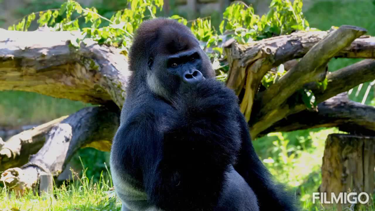 Gorilla Activities Like A Human