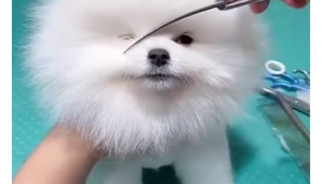 Very Cute &Funny dog swet. - Tik Tok funny dog shorts video