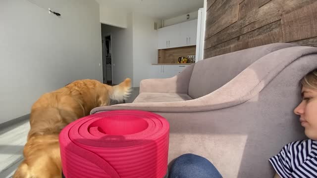 Playing Hide and Seek with My German Shepherd Puppy and Golden Retriever