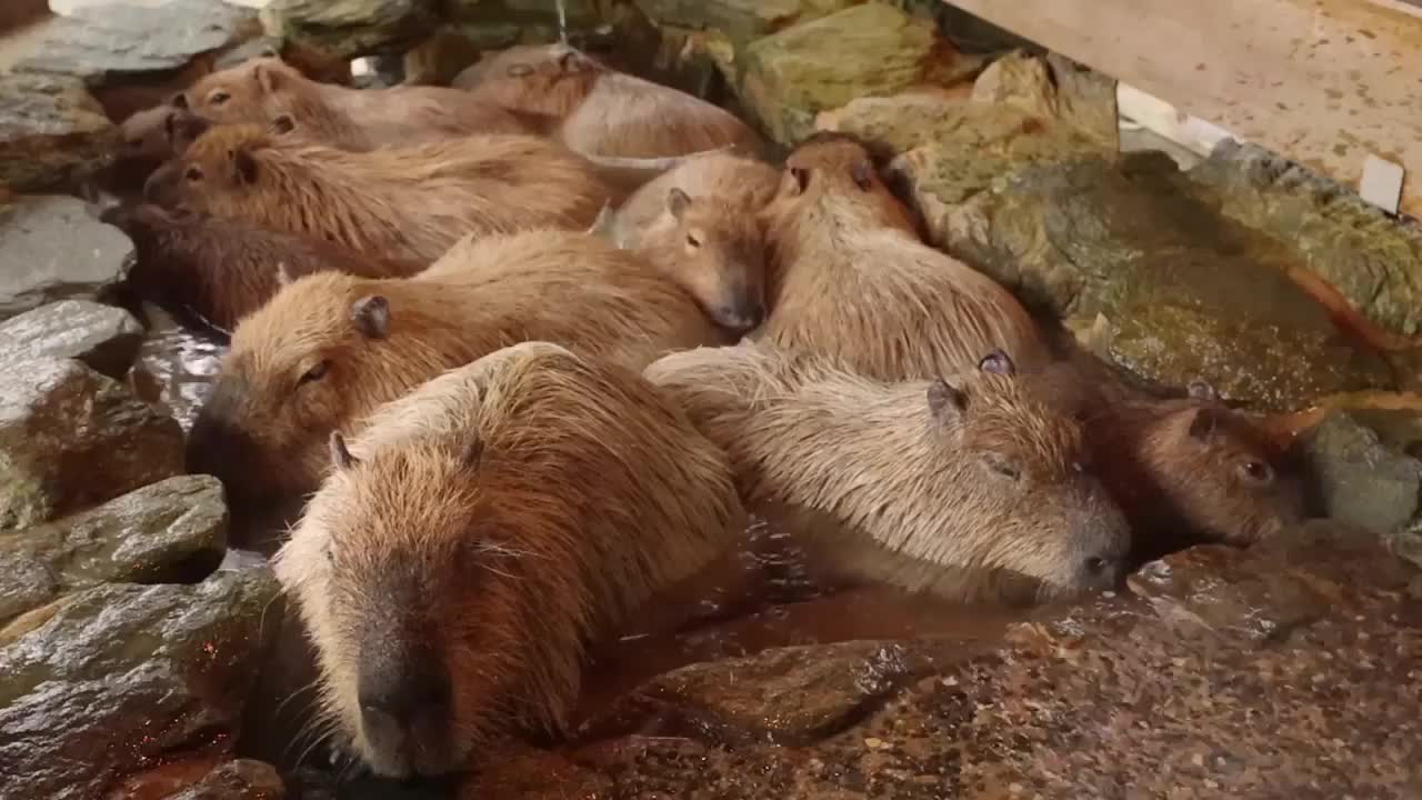 Capybaras injoy a hot spring in tokyo zoo