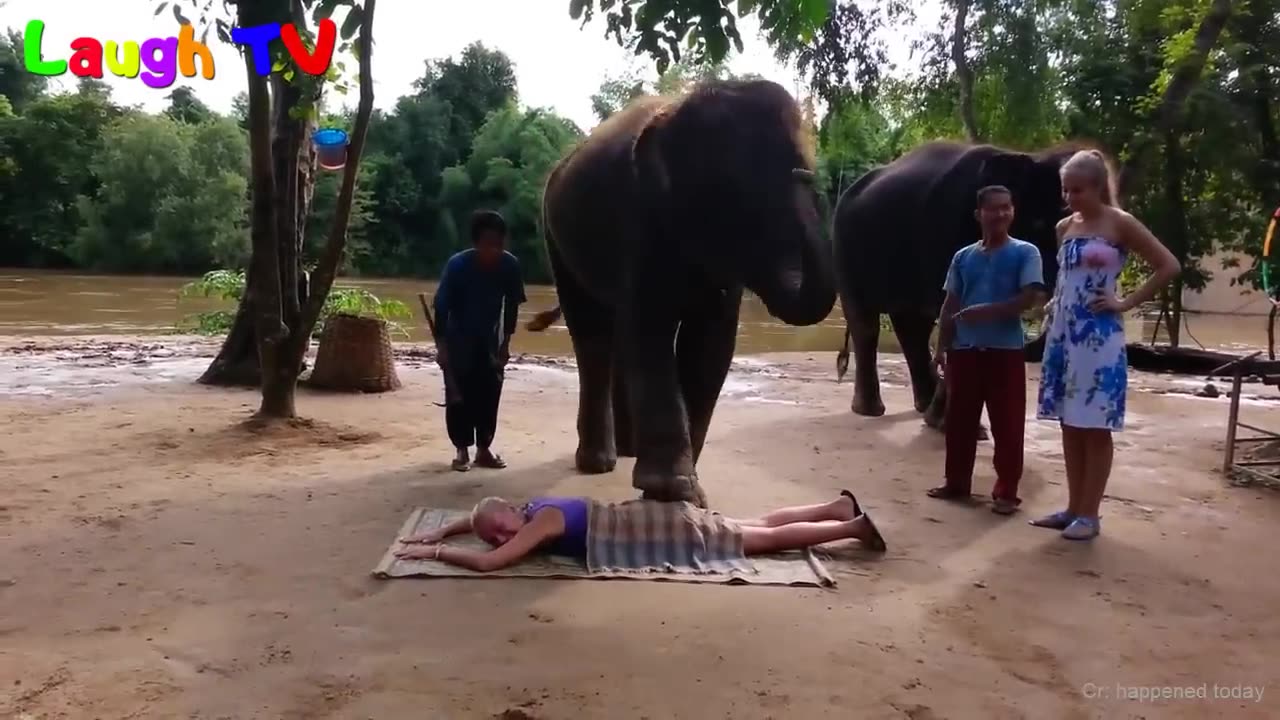 CUte Elephant - Funny Elephants Trolling Human Compilation