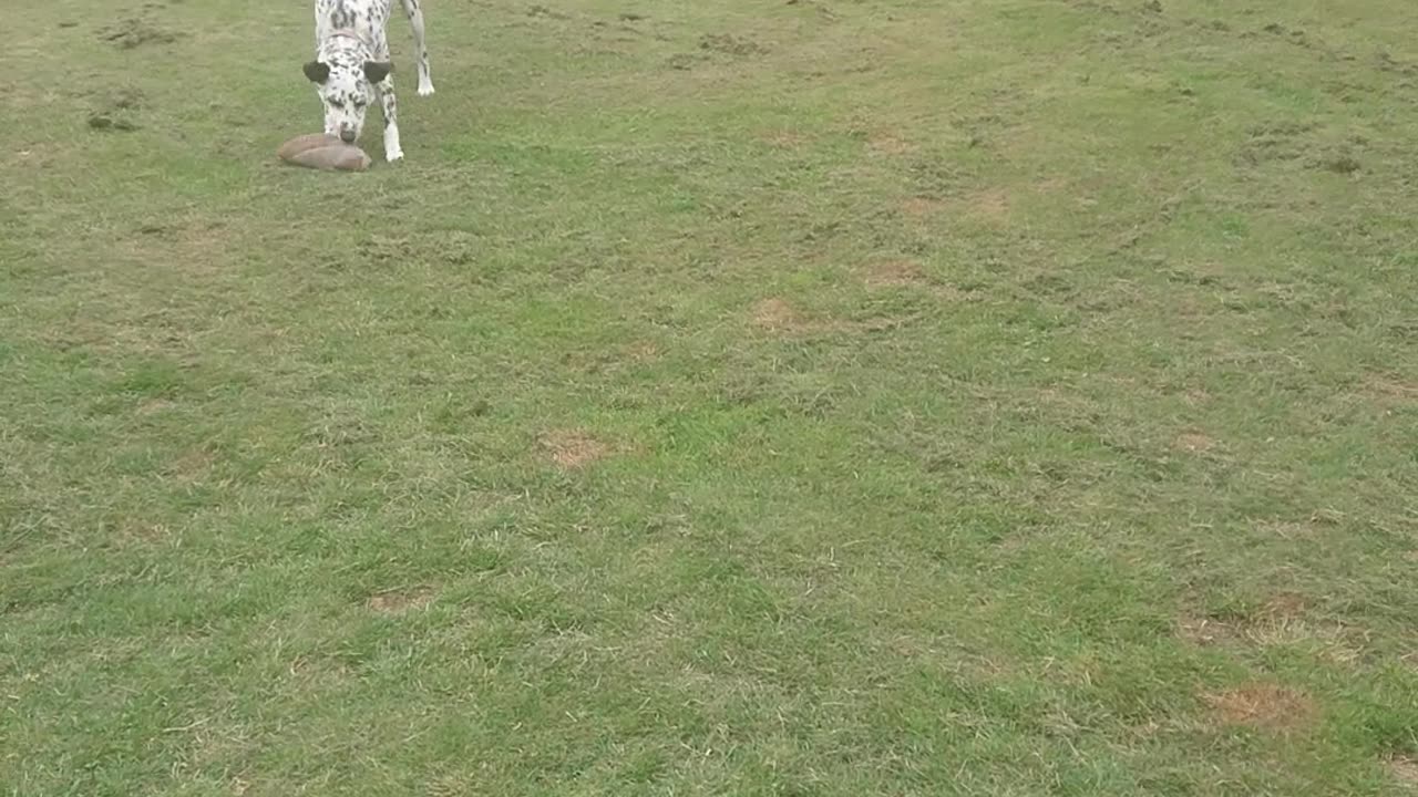 Playing Ball with MaxyMoo - Sisters #dog mixed Border-Collie and Dalmatian - The Out There Channel