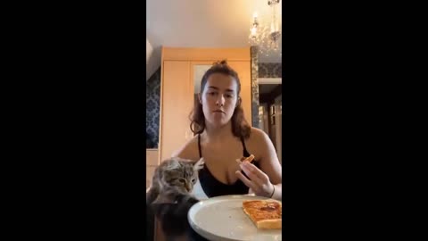 😂 LAUGH Non-Stop With These Funny Cats 😹 - Funniest Cats Expression Video 😇 - Funny Cats Life.