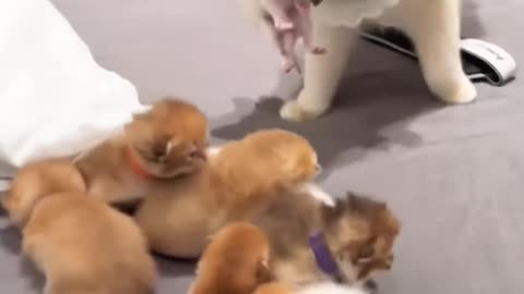 Cat family with 9 cute kitten