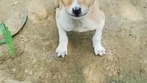 The Dog owner call to dog 🐕🐶|