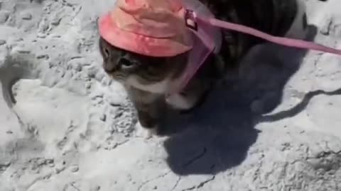 #CuteBabyAnimals #Funny #daily #Shorts #amushorts #rumble C133