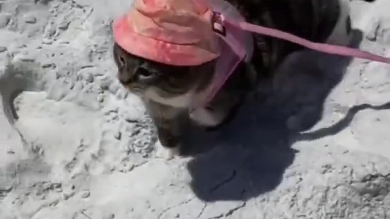 #CuteBabyAnimals #Funny #daily #Shorts #amushorts #rumble C133