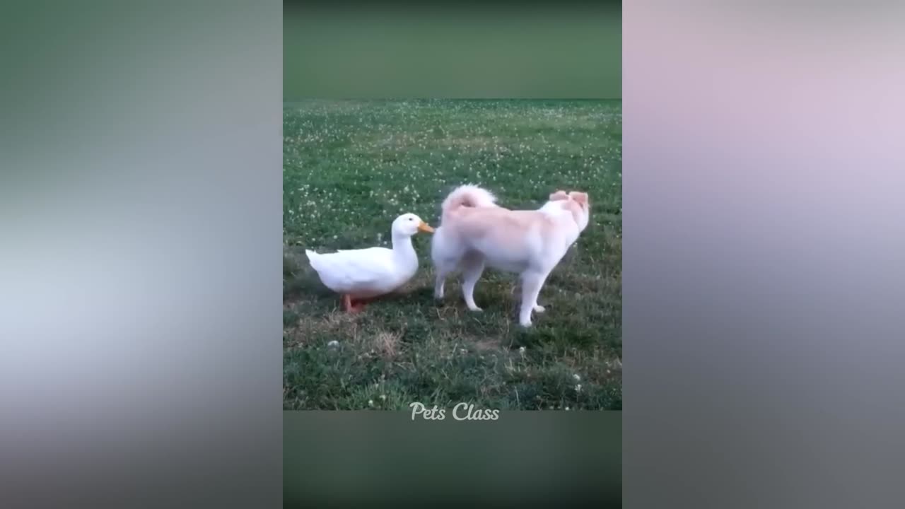 Funniest Animals 2023 π Funny Dogs and Cats Videos πΊπΆ