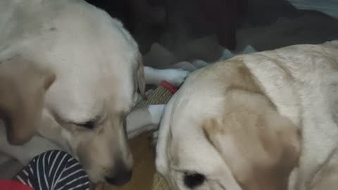 Labrador video