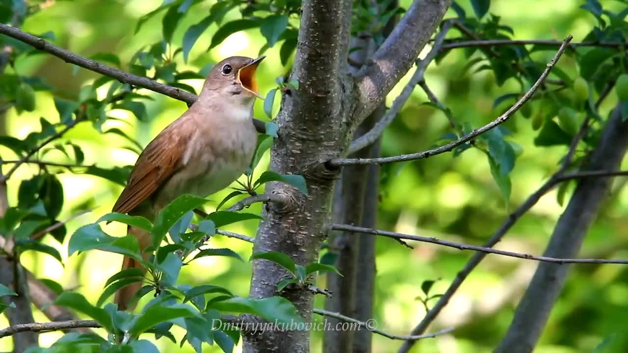 Rare bird 😍🐦😍❤️😍🐦🐦🐦🐦