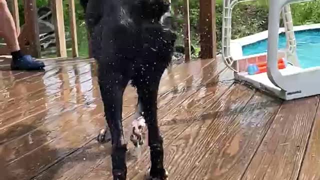 Dog Slow Motion Shaking off Water Wiggle