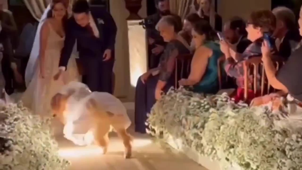 The Impact of a Dog on Your Wedding Style