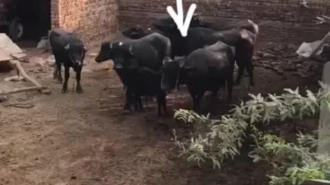 Funny Buffalo