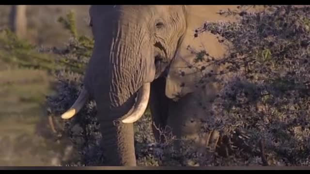 Did you know this animal could kill an elephant