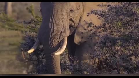 Did you know this animal could kill an elephant