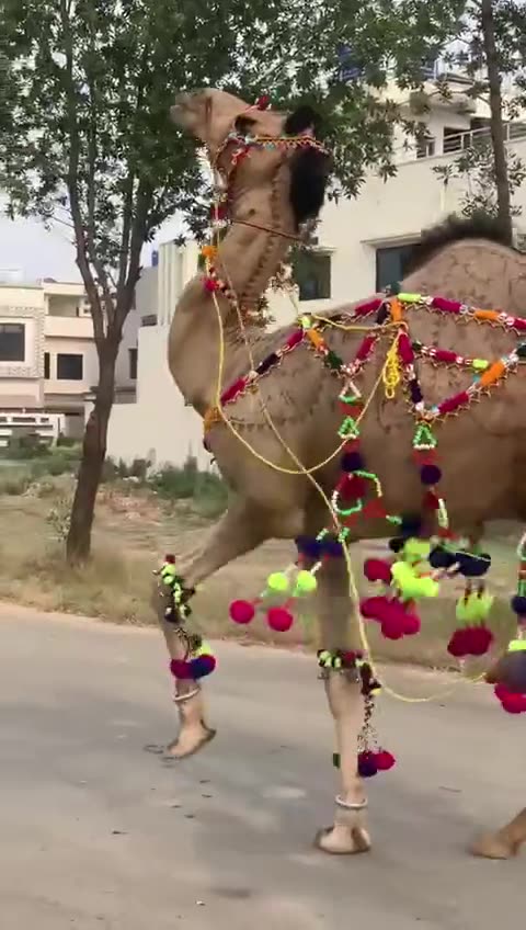 So much beautiful 🐪 Camel so cute 😍