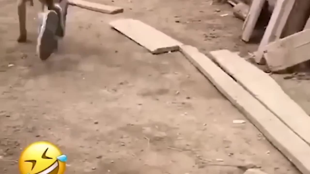 Funny animals