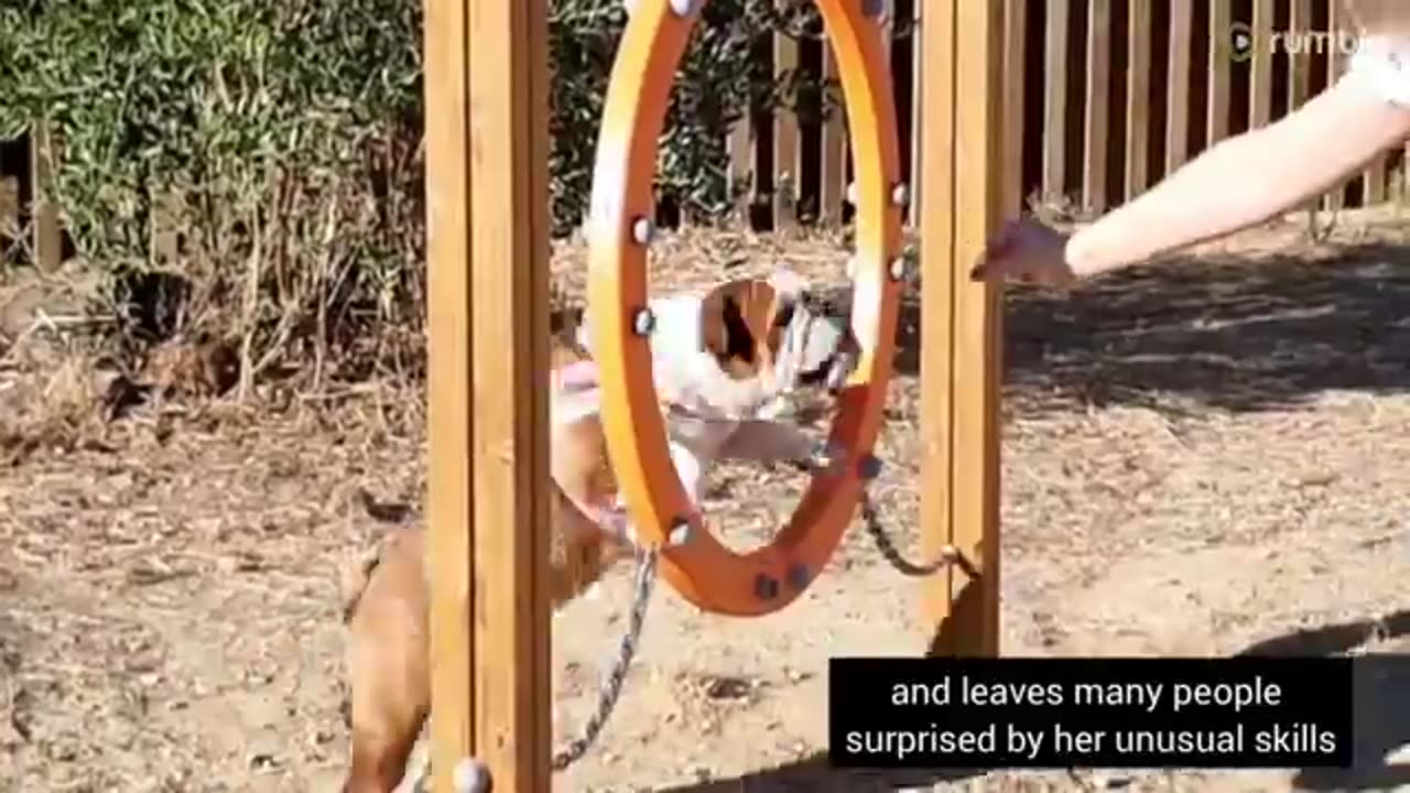 English Bulldog exceeds dog agility course expectations