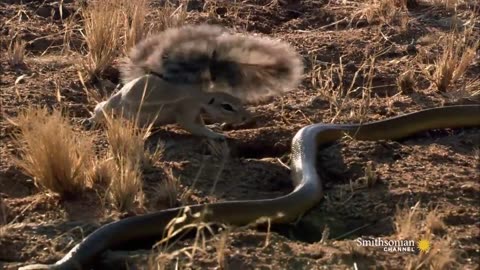 Mongoose Vs. Cobra | Smithsonian Channel