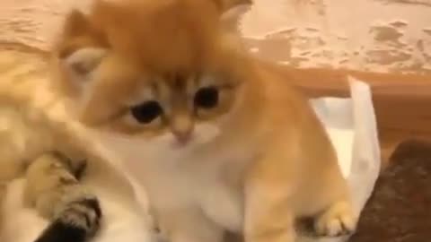 Funny, cat, cute