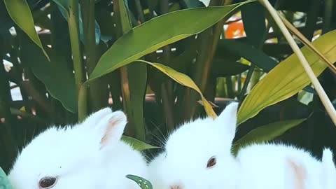 Baby rabbits