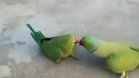 My parrot Goes wrong