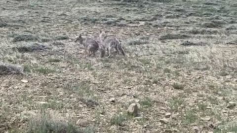 German shepherd VS Coyote