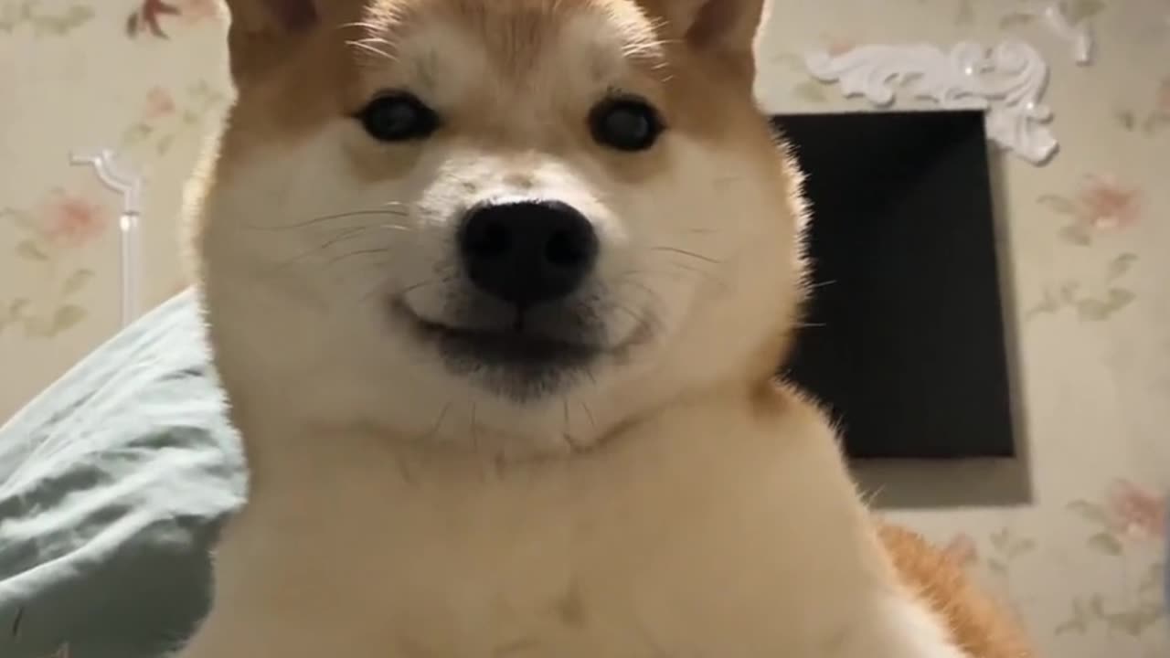 cute and funny pets