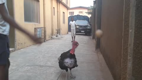 Unbelievable this Turkey plays soccer ball so well.