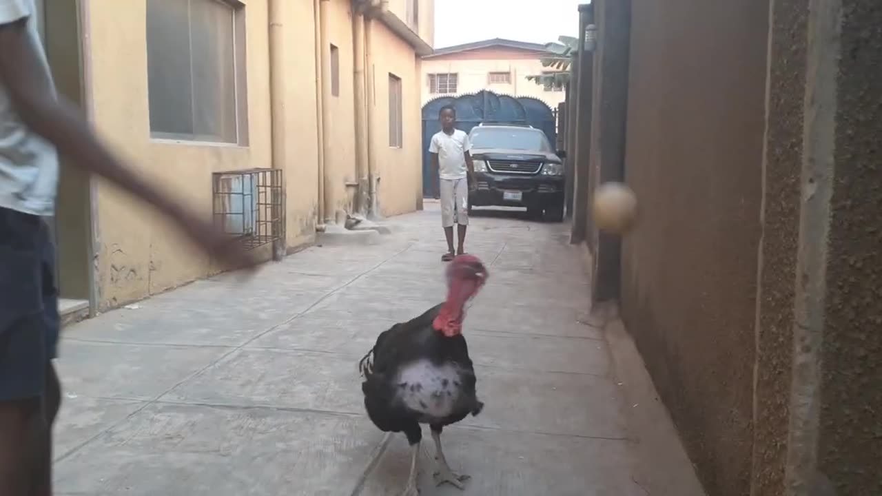 Unbelievable this Turkey plays soccer ball so well.