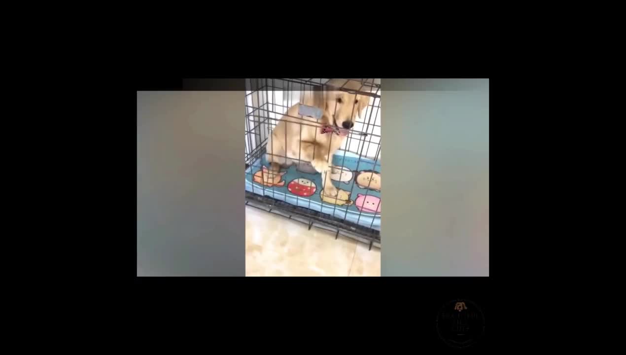 Dogs scared