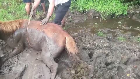 ANIMAIS QUE PEDIRAM AJUDA ÀS PESSOAS