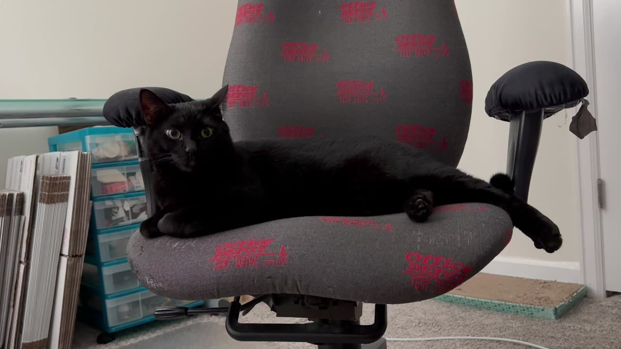 Adopting a Cat from a Shelter Vlog - Cute Precious Piper is Really Comfortable in Her Job